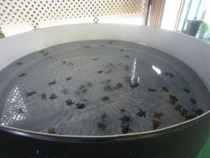 Bequia Old Hegg Turtle babies