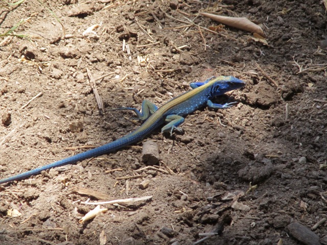 The blue iguana, which turns brown to blend with the landscape when it feels threatened