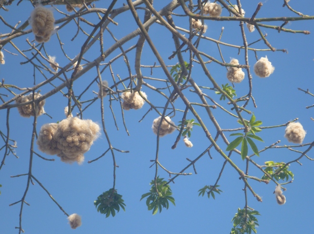 Cotton Tree here is used to make pillow stuffing