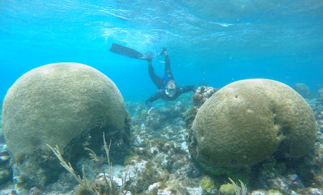 The brain corals were a good size and in good shape