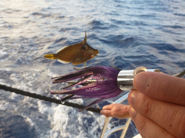 Poor little hog fish