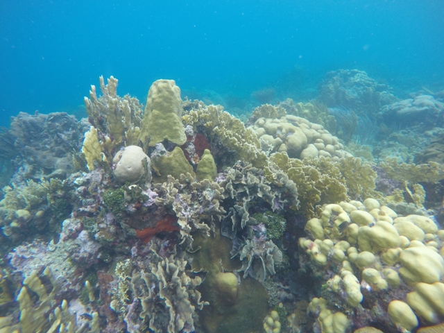 all sorts of coral formations near the East Lemmons