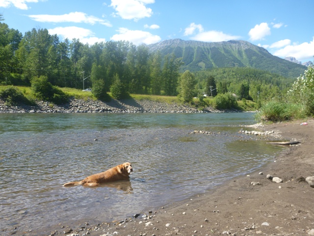 27 degree weather had Max laying down in the river to cool off and admire the views
