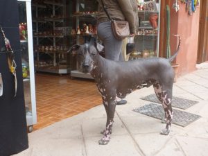 The Peruvian hairless dog was everywhere